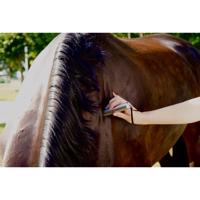 Equine LTS Power Torch